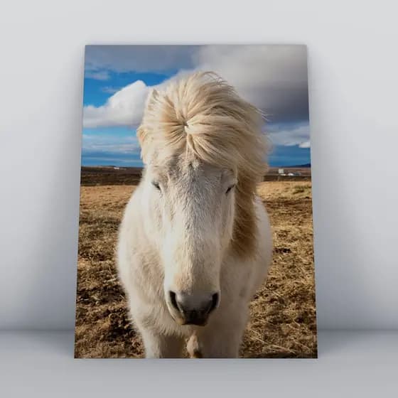 Quadros Decorativos Animais Cavalos Para Quarto Sala Area Escritório Apartamento