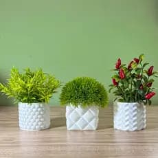 Kit 3 Vasos para Cactos e Suculentas