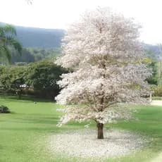 Sementes De Ipê Branco - Tabebuia Roseoalba com 50 un