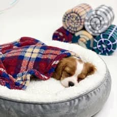 Manta Mantinha Pet para Cachorro e Gato Super Quentinha de Microfibra Para o Frio