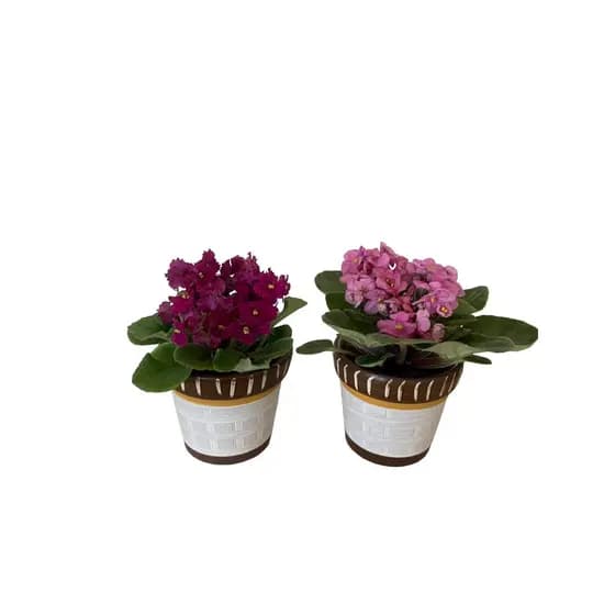 2 Vasos Cachepot Para Plantas, Suculentas Decoração Arranjo - Vaso Para Violeta de Cerâmica Pintada