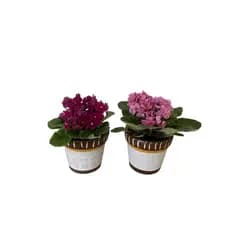 2 Vasos Cachepot Para Plantas, Suculentas Decoração Arranjo - Vaso Para Violeta de Cerâmica Pintada