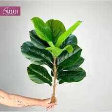 Planta Artificial Fícus Lyrata Luxo Decoração - A-208