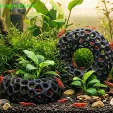 Caverna Escondida De Camarão De Peixe AUGUSTINE , Abrigo De Peixes De Aquário Com Visão Larga Impressa Em 3D , Local De