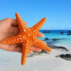 Estrela do Mar Decorativa em Resina Para Parede Pronta entrega – 15 cm