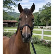 Cabresto de Fita Inglês LISO para Cavalos, Éguas e Equinos -- OFERTA ESPECIAL!! --