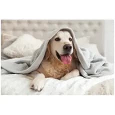 Manta para Cachorro ou Pets de porte grande, cobertor grande