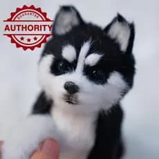 Brinquedos De Simulação Realistas Pelúcia Husky Animal Doll Pillow Home Decoration Dog G9E0