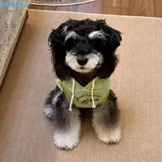 TOBIE Dog Sem Mangas Com Capuz , Jaqueta Respirável E Quente Para Animais De Estimação , Roupas De Duas Pernas Cães Esta