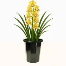 kit 10 Vasos Pote 18 Para Orquideas 2L Preto sextavado vaso alto