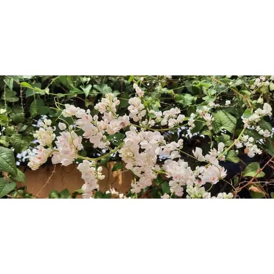Semente de Amor Agarradinho Branco ou Rosa - Antigonon leptopus