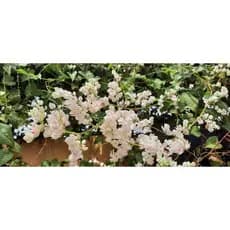 Semente de Amor Agarradinho Branco ou Rosa - Antigonon leptopus
