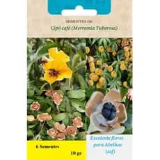 Semente de cipó café flor de madeira (merremia tuberosa) Ótima para abelhas