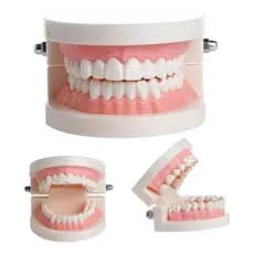 Modelo Dentário Boca Articulada com Dentes – Manequim Odontológico para Estudo