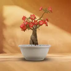 Kit 5 Vasos Cuia Redonda Plástica 6 Litros Reforçada Para Rosa Do Deserto Jardim Plantas E Flores