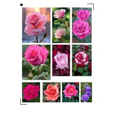 Adesivos de Flores e Rosas, Md: 8,5 e 6,5 x 6 Auto brilho Á prova D'água Temos á pronta entrega.