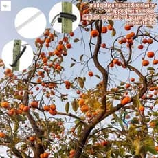 Dobrador De Galhos De Árvores Frutíferas , 10 Pacotes , Abridor De Ângulo De Ramo De Liga De Alta Resistência , Ferramen
