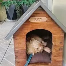 Placa Personalizada Com O Nome Do Seu Pet Cachorro Gato