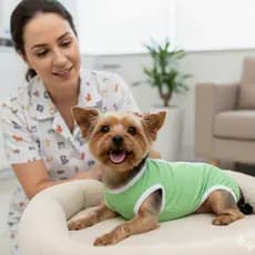 Roupa Pós Cirurgica Premium Cachorro Gato Macho e Femea Unissex Roupinha Para Cirurgia Castração Pet