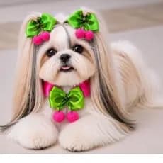 Acessórios Pet Luxo Cereja 🍒 /kit 2 Laços Médios + 1 Gargantilha ajustável/Laço pra pet