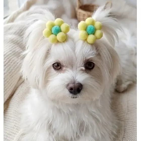 Lacinhos Pet Pompom Coloridos | 10 ou 20 Unidades | Acessório Fofo para Cães