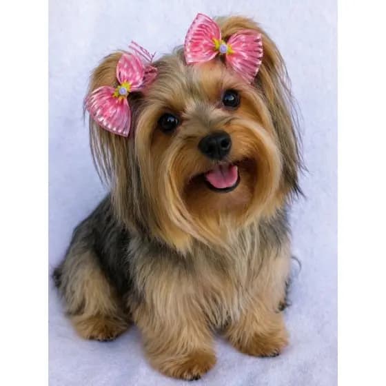Laço para cachorro/ Lacinhos Pet (Kit com 10) – Ideal para Grooming e Uso Diário