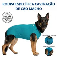 Roupa Protetora Pós-Cirúrgica Pet Castração Cachorro Macho - Tecido Dry Fit Proteção Solar UV 50+