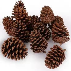 Pinha de Pinheiro Natural | Decoração Natalina | Enfeite Artesanal Rústico