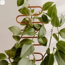 Treliça De Plantas De Metal-Suporte Resistente Em Formato Criativo Para Trepadeiras