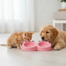 Comedouro Bebedouro Pote Duplo Cães Gatos Pet Sapinho