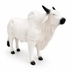Touro Branco Brinquedo Boi 25 cm Animais Da Fazenda Infantil Realista Resistente Fazendinha Feliz Nova Coleção Farm