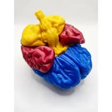 Cérebro Humano Anatômico Impressão 3D Magnético Com Ímã de Neodímio  - Sara Presentes