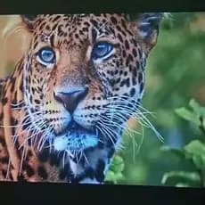 TELÃO TELA COM 170 POLEGADAS COMPATÍVEL COM QUALQUER PROJETOR HY300, HY320, EPSON ENTRE OUTROS JÁ VAI COM ILHÓS INSTALAD