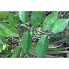 50 folhas de laranja da terra para uso medicinal.folhas frescas.