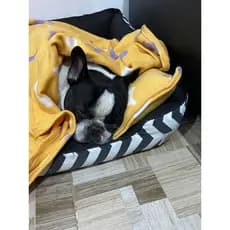 Kit Aconchego Border Collie Pet Manta com Travesseiro