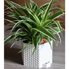 Vaso Autoirrigante Design Colmeia Médio  Vaso cactos plantas plantio terrário vaso com reservatório