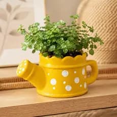 Vaso Regador De Cerâmica Vasinho Para Plantas Suculentas Cachepot Decoração