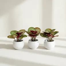 Kit 3 Mini Plantas Artificiais com Vaso | Arranjo Realista para Decoração | Diversos Ambientes