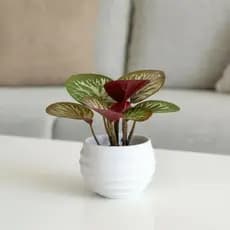 Mini Planta Artificial Decorativa com Vaso | Arranjo Realista para Casa e Escritório