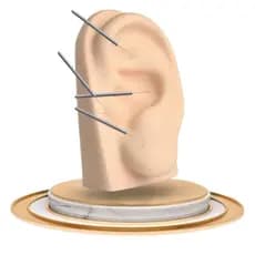 Membros Sinteticos Expositores De Brincos Piercings e Joias
