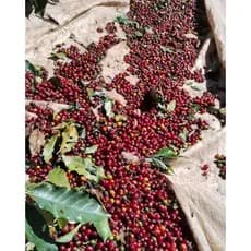 Café Especial - Castanha E Açúcar Mascavo 250gr - Em Grãos