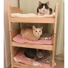 Caminha para pets e gatos cachorros 🐕 & 🐱 .