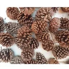 Kit Pinha Natural calopsitas brinquedo pet Artesanato Decoração Natal Animais Roedores, Coelho