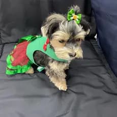 Vestido Pet Ano Novo e natal Para cachorro cães e gato Roupa réveillon