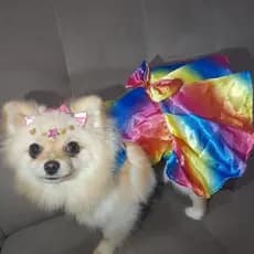 Vestido pet  Fantasia Árco-Irís\Estrelas