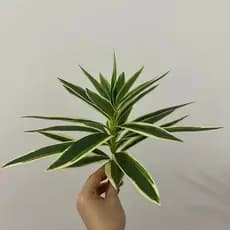 Dracaena Artificial Reflexa Falsas Plantas De Aranha De Bambu Verde Para Bouquets De Vaso Decoração De Casamento Home Office