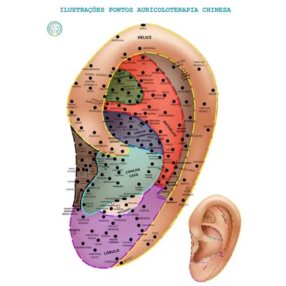 Mapa Grande A3 Pontos Auriculoterapia Chinesa Acupontos Auriculares Por Região Plastificado