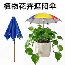 Planta flor cola prata guarda-sol guarda-sol Bonsai vaso de flores protetor solar guarda-chuva suculento vaso Mini peque