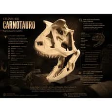 Crânio de Dinossauro Carnotauro Grande | Réplica Dinossauro Decorativo Fóssil Impressão 3D Colecionável