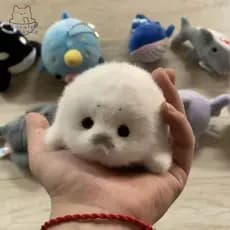 lovelycactushg Bonito Bebê Selo Boneca Pingente De Pelúcia Simulação Oceano Lembrança Presente Saco